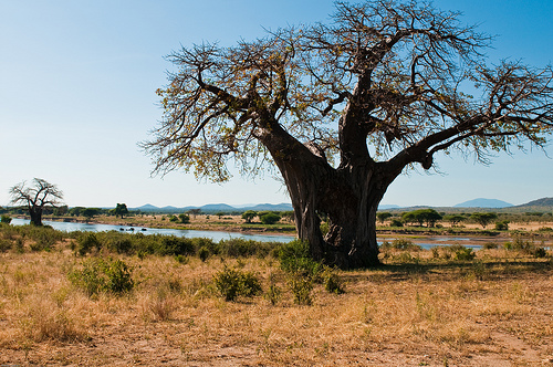 Ruaha National Park